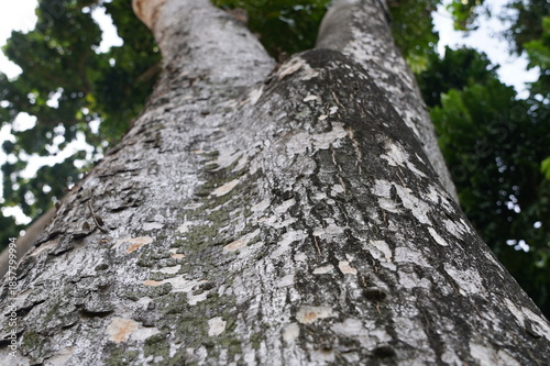The tree trunk is covered in green moss and is textured