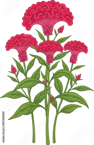 celosia cristata