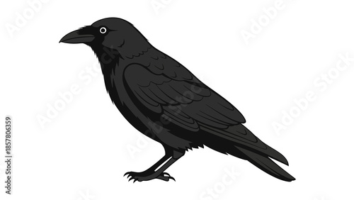 Detailed vector illustration of a black crow on white background