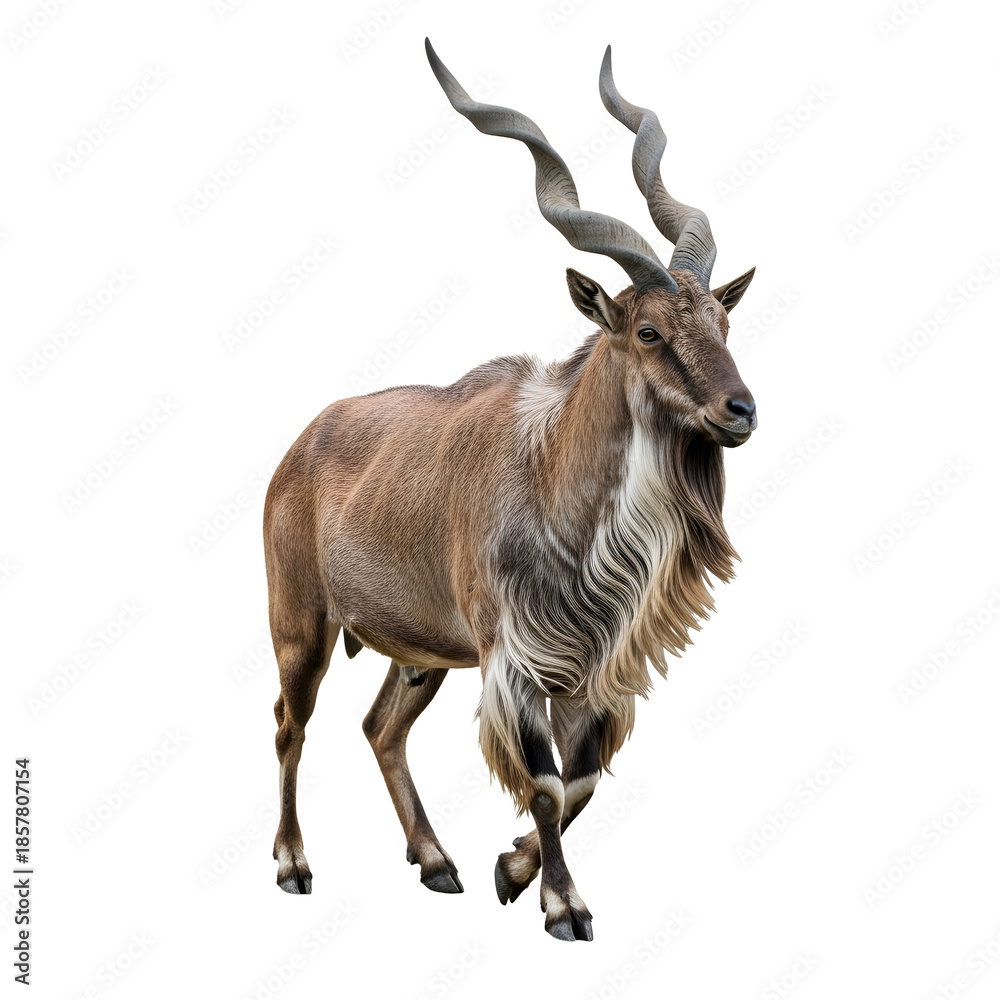 Fototapeta premium Markhor walking, looking forward, studio shot, wild animal