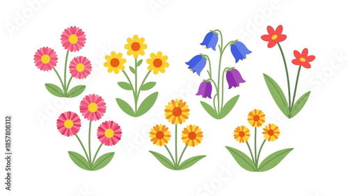 Colorful floral vector illustration with various blooming flowers