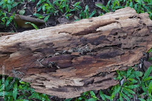 tree stump with moss