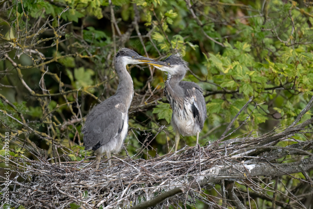 Fototapeta premium grey heron chicks in the nest, close up