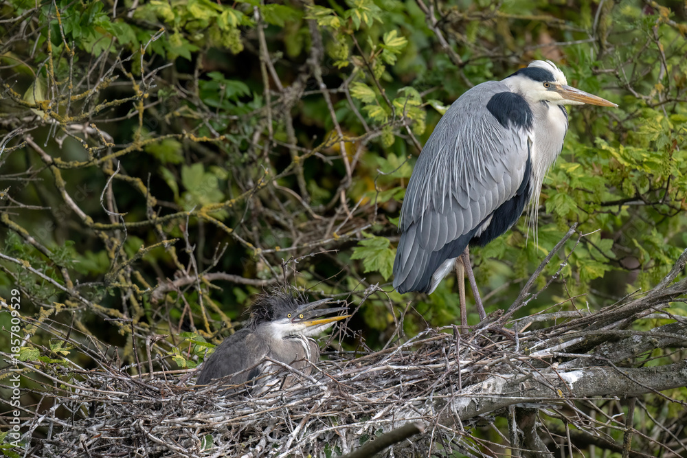 Fototapeta premium grey heron chicks in the nest, close up