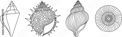 Set of Decorative Hand Drawn Seashell Outlines for Adult Coloring Book Marine Life Shell Sketches Isolated on Plain White Background