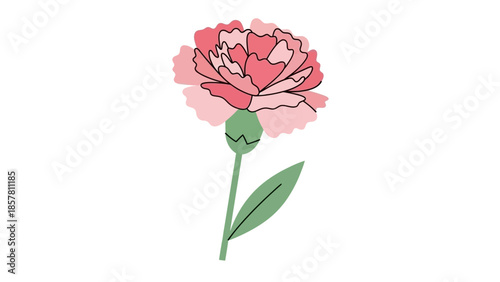 Simple vector illustration of pink carnation flower on white background