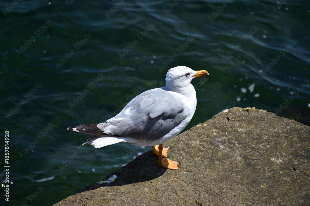 Fototapeta premium seagull on a rock