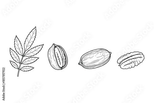 Pecan nut collection hand drawn vector illustration isolated on transparent background.