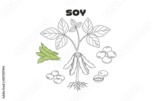 Soybean plant with seeds and leaves botanical vector illustration line art drawing isolated.