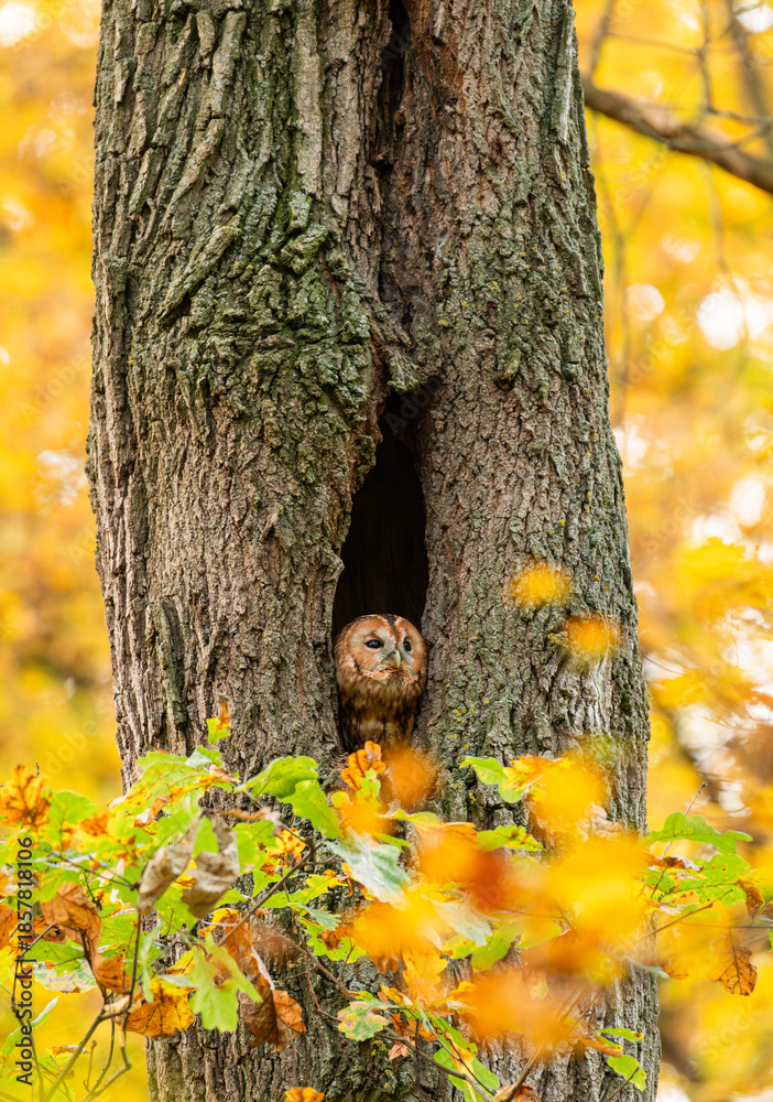 Ταπετσαρία Tawny Owl sitting in its tree hollow in autumn collage in autumn landscape