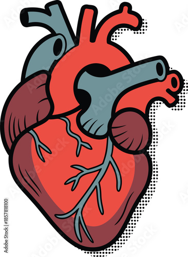 Detailed anatomical illustration of a human heart with chambers and vessels

