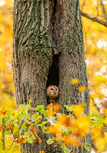 Tawny Owl sitting in its tree hollow in autumn collage in autumn landscape