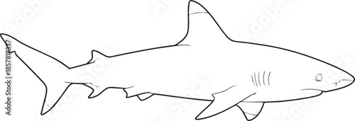 silhouette of clean vector of Whitetip reef shark isolated on white background