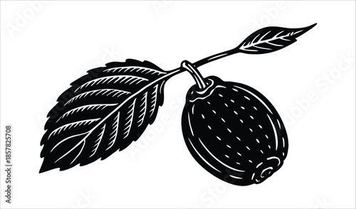 Black and White Linocut Style Illustration of a Single Olive with Two Leaves on a Stem