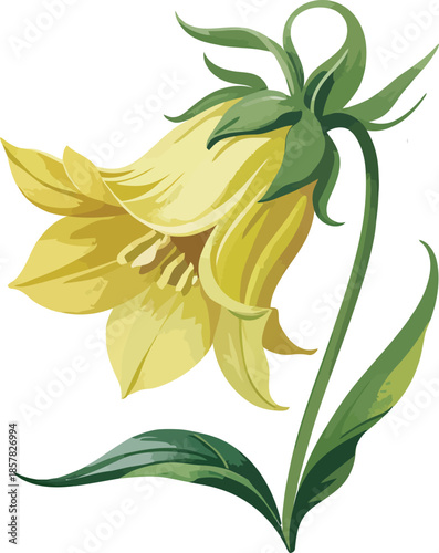Yellow bell shaped flower hanging downward on transparent background isolated botanical artwork logo