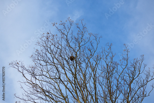 Nid de frelon asiatique