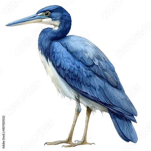 Bittern Close Up, watercolor drawing vector, isolated on a white background.