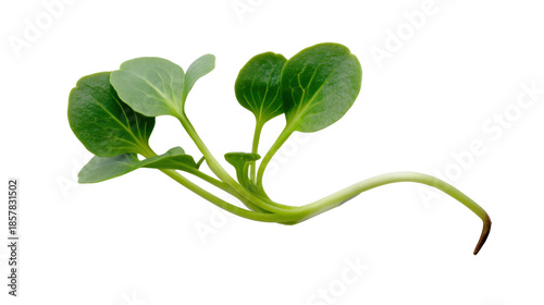 Young green plant sprout growing, emerging new life, symbolizing start, freshness, and nature on transparent background