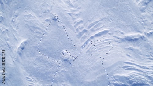 Top view aerial shot of animal footprints forming a winding trail on fresh snow. Winter texture background, wildlife presence concept, minimal natural pattern with copy space.