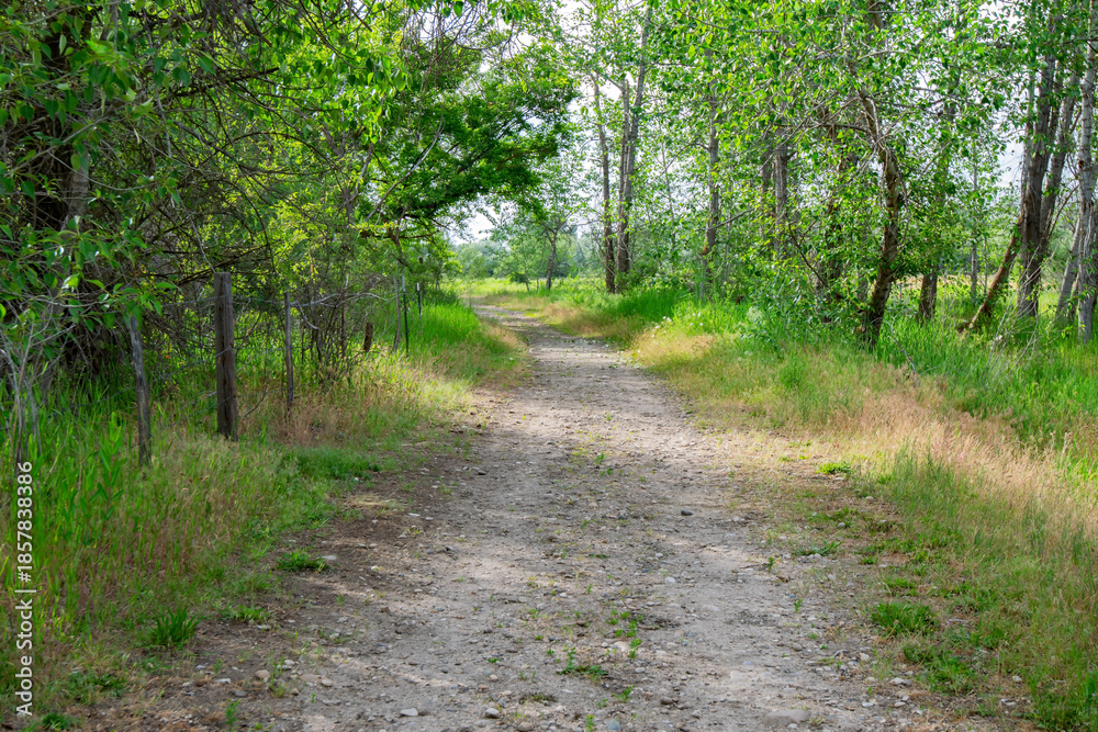 Fototapeta premium Hiking Trail Eagle Island State Park