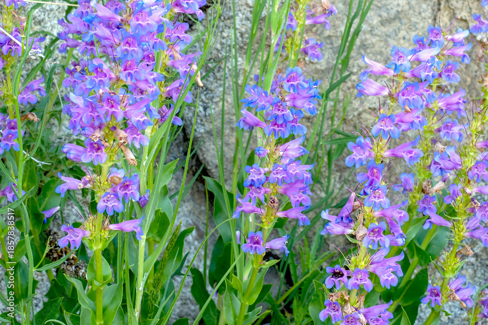 Obraz premium Penstemon in Boise National Forest