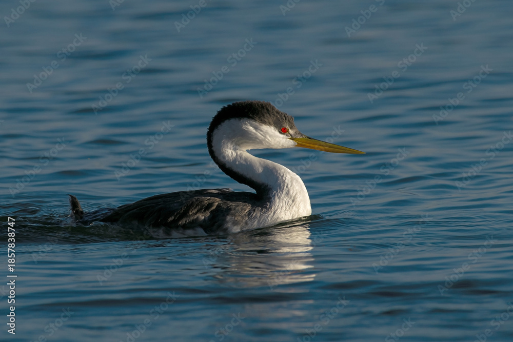 Fototapeta premium Western Grebe closeup in Idaho