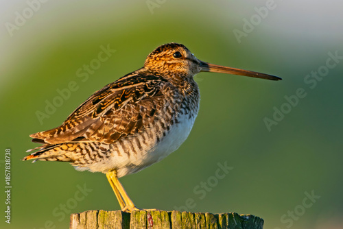 Wilson's Snipe at Eagle Island State Park Idaho