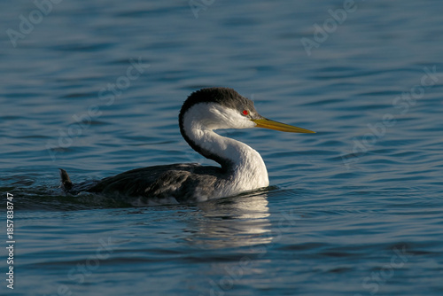 Western Grebe closeup in Idaho