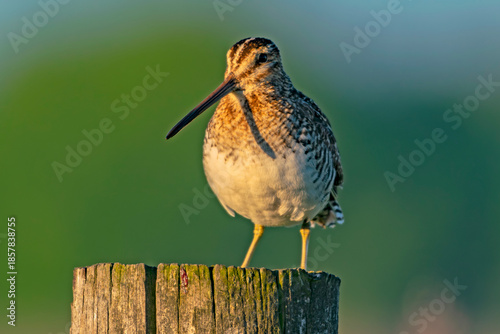 Wilson's Snipe in Eagle Island State Park Idaho