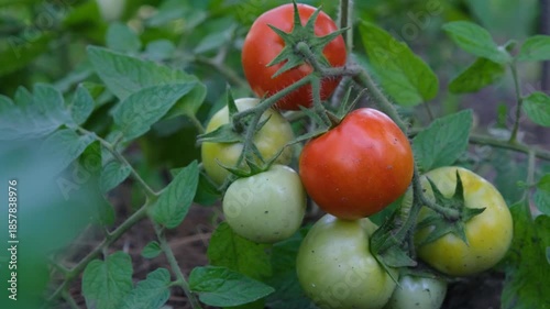 Tomatoes growing in garden bed. Ripe tomatoes growing in vegetable garden. Fresh tomatoes on vine in garden.