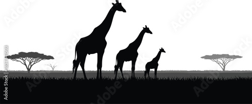 Silhouette of giraffes in savannah landscape with trees