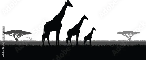 Obraz Silhouette of giraffes in savannah landscape with trees