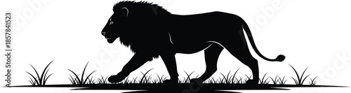 Majestic lion silhouette walking through grassy savannah landscape