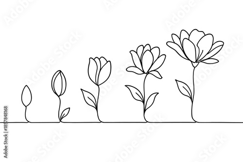 Simple line art shows the stages of a flower blooming from bud to full bloom