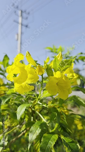 Bees fly to feed on nectar in yellow flowers.
