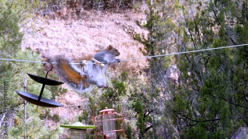 Squirrel shakes and wobbles crossing a wire after harvesting bird food from bird feeder