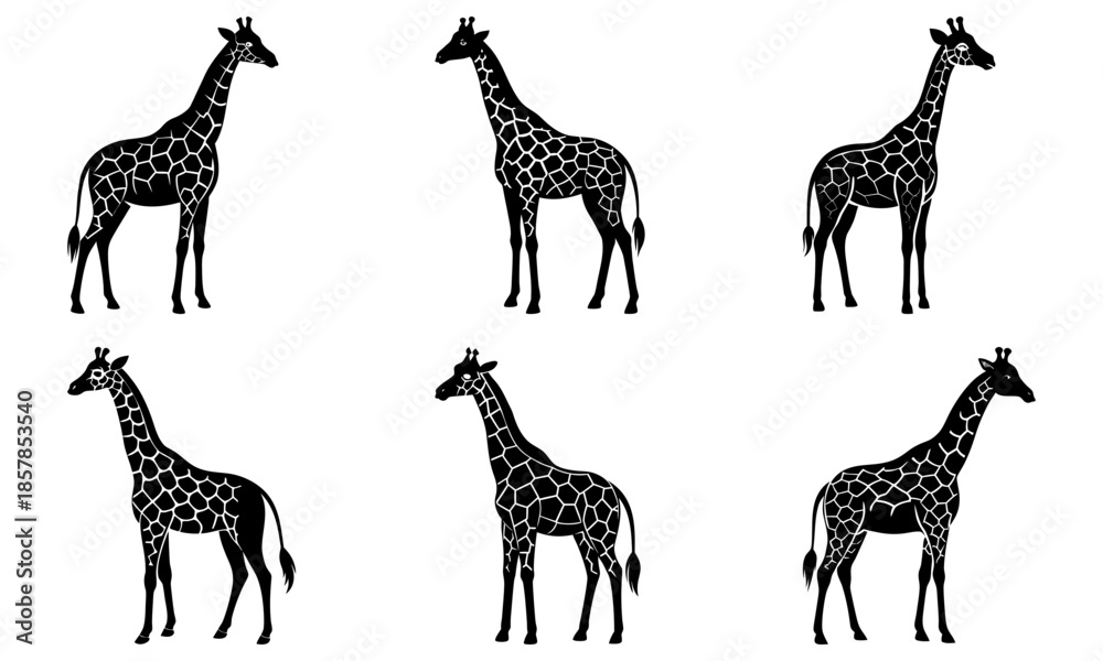 Naklejka premium Five black and white giraffe silhouettes on white background animal wildlife