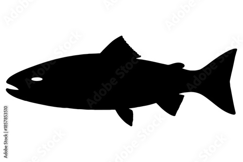 fish vector illustration,
Silhouette Seabass Fish Vector Illustration on White Background