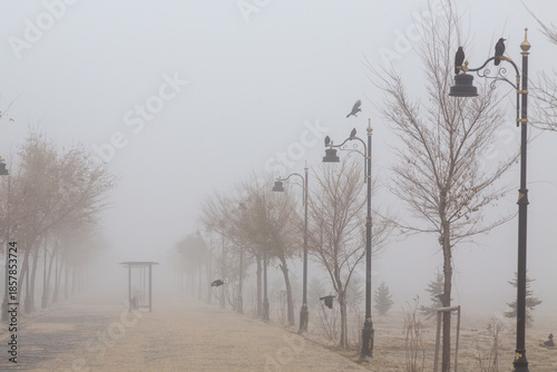 Crows on the lamp during the mist