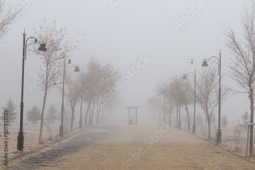 Misty road with dead branches with crows