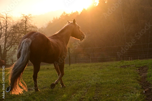 Schönes goldenes Pferd läuft frei über eine Wiese in der goldenen Herbstsonne