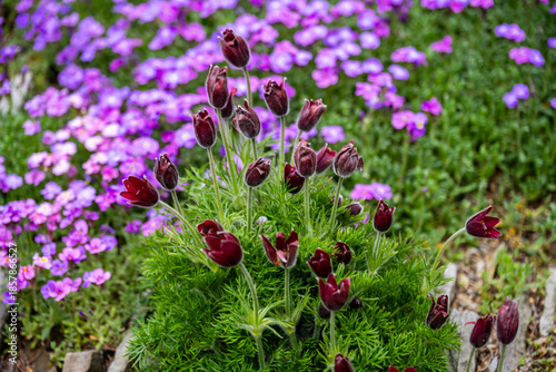 Fotografía Dark red pasque flowers in a garden bed