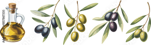 Olive oil bottle and olive branches illustration, natural Mediterranean food ingredient botanical artwork design isolated