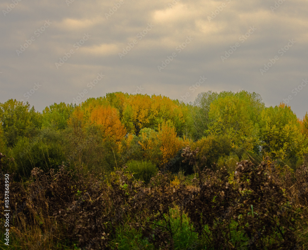 Fototapeta premium autumn in the forest