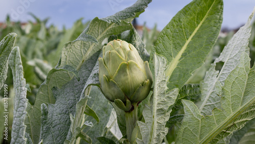 Close-up view of a fresh green artichoke bud growing on the plant in an agricultural field. The image highlights natural textures, healthy leaves, and sustainable farming, with a soft background that 