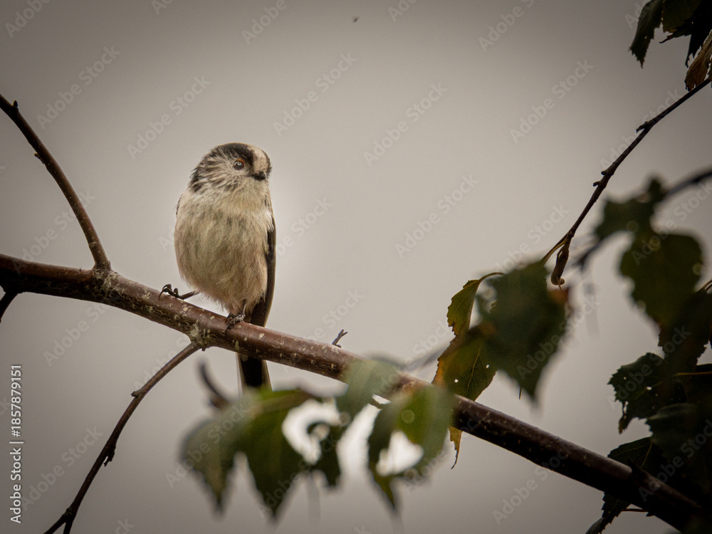 Obraz premium bird on a branch
