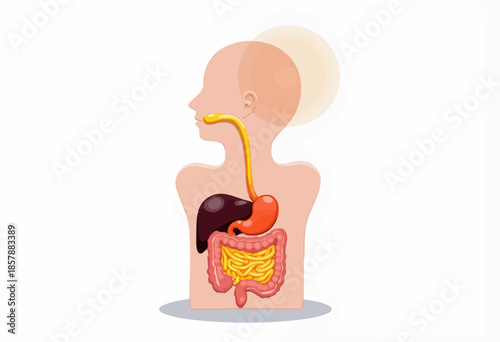 Illustration of the Human Digestive System Displaying the Major Organs Including Esophagus, Liver, Stomach, and Intestines for Educational Purposes