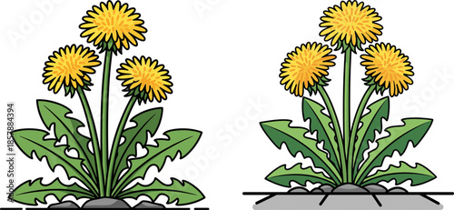 Two dandelion plants with bright yellow flowers and green leaves growing on rocks, isolated on a transparent background.