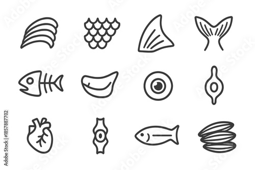 Fish Anatomy Icons. Line style icons of fish anatomy: gills, scales, fin, tail; skeleton, jawbone, eye, swim bladder; heart,