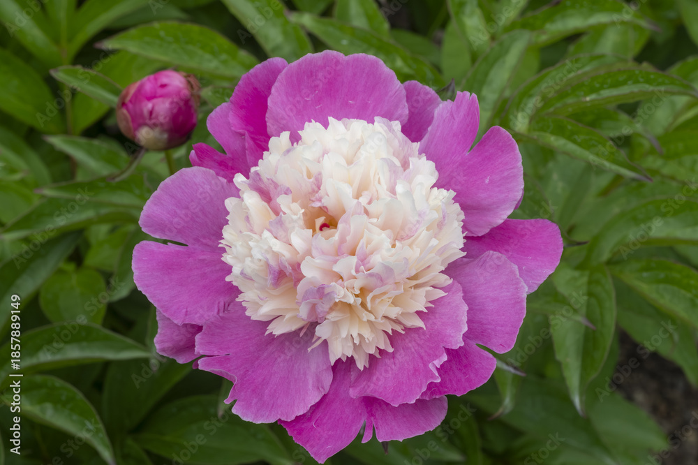 Fototapeta premium Paeonia